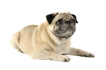 Studio shot of an adorable Pug lying and looking curiously - isolated on white background