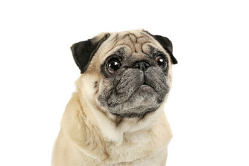 Fototapeta premium Portrait of an adorable Pug looking curiously - isolated on white background.