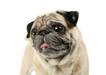 Portrait of an adorable Pug looking scared - studio shot, isolated on white background