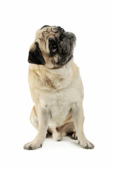 Obraz premium Studio shot of an adorable Pug sitting and looking up curiously - isolated on white background