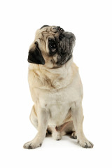 Studio shot of an adorable Pug sitting and looking up curiously - isolated on white background