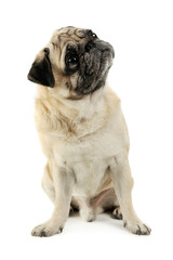 Studio shot of an adorable Pug sitting and looking up curiously - isolated on white background