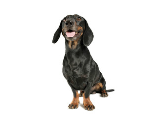 Studio shot of an adorable black and tan short haired Dachshund sitting and looking satisfied