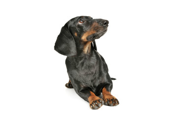 Studio shot of an adorable black and tan short haired Dachshund lying and looking up curiously