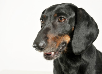 Portrait of an adorable black and tan short haired Dachshund looking curiously
