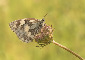 Schachbrettfalter