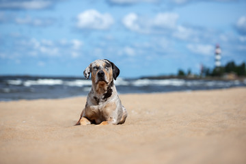 beautiful catahoula dog posing on the beach
