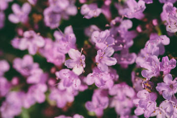 Fototapeta na wymiar small pink flowers