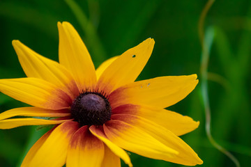 Farbenfrohe Pfalnzenwelt in einer Sommerlandschaft