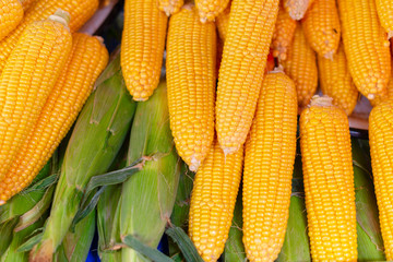 ripe corn on the market