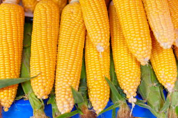 ripe corn on the market