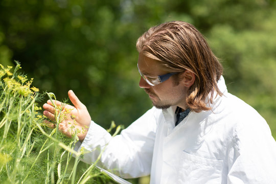 Researcher in a laboratory coat examining bees and plants outside