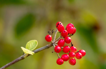 Farbenfrohe Pfalnzenwelt in einer Sommerlandschaft