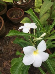 flowers in bowl