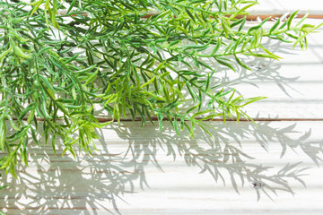 Green twigs on a wooden white background