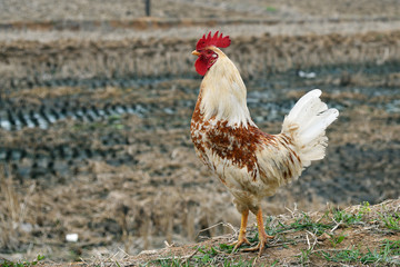 Portrait of a male chicken or rooster. North Korea