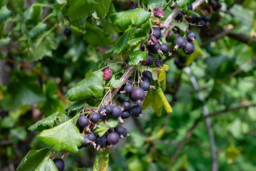 Jostaberry black gooseberry ripe fruit growing in bunch on green leaves branch