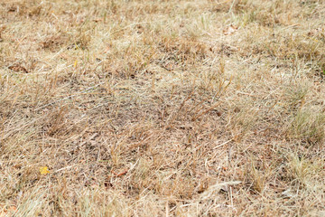 Dry grass meadow park close-up