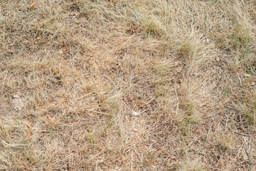 Dry grass meadow park close-up