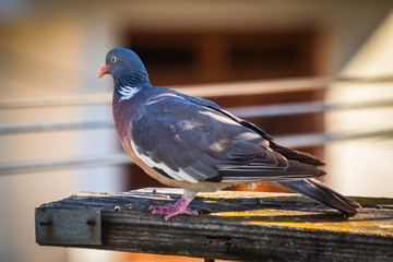 Grey pigeon standing on wooden post with blurred background