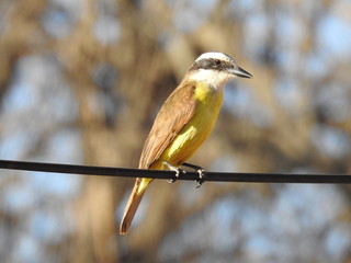 Benteveo Pitangus sulphuratus posing on black wire
