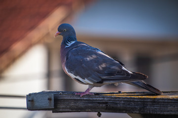 Grey pigeon standing on wooden post with blurred background