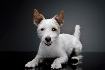 Studio shot of an adorable terrier puppy lying and looking curiously at the camera - isolated on grey background