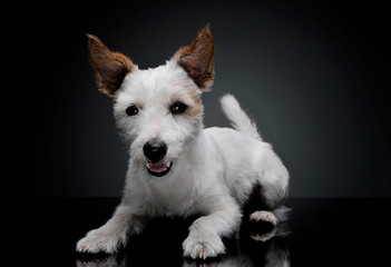 Studio shot of an adorable terrier puppy lying and looking curiously at the camera - isolated on grey background