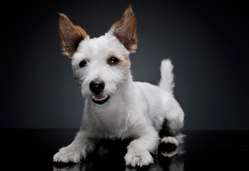 Studio shot of an adorable terrier puppy lying and looking curiously at the camera - isolated on grey background