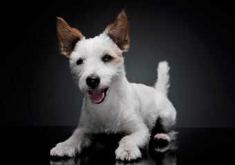 Studio shot of an adorable terrier puppy lying and looking satisfied - isolated on grey background