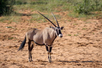 Naklejka na ściany i meble Oryx Antilope Namibia