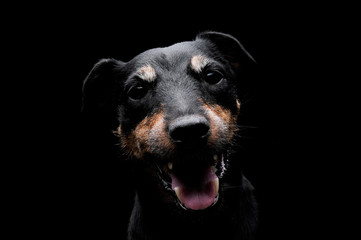 Portrait of an adorable Deutscher Jagdterrier looking curiously at the camera - isolated on black background