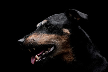 Portrait of an adorable Deutscher Jagdterrier looking satisfied - isolated on black background