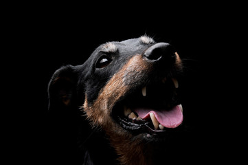 Portrait of an adorable Deutscher Jagdterrier looking up curiously - isolated on black background