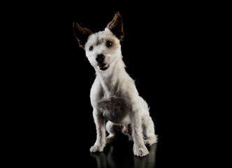 Studio shot of an adorable terrier puppy sitting and looking curiously at the camera - isolated on black background