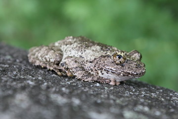 Grenouille