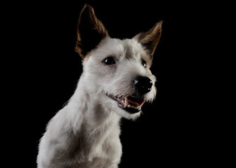 Portrait of an adorable terrier puppy looking curiously - isolated on black background