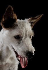 Portrait of an adorable terrier puppy looking satisfied - isolated on black background