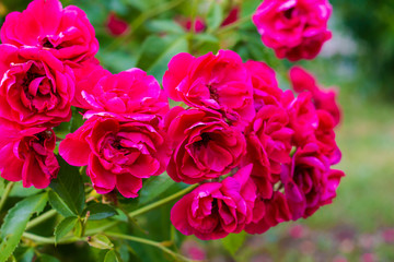 branches of red (pink) roses in the garden; close up, wallpaper