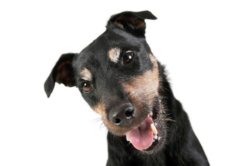 Portrait of an adorable Deutscher Jagdterrier looking curiously at the camera - isolated on white background