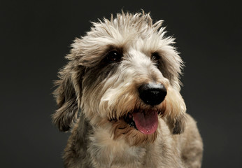 Portrait of an adorable wire haired dachshund mix dog looking funny with stand up hair