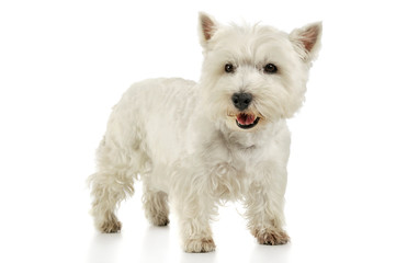 Studio shot of an adorable West Highland White Terrier standing and looking curiously at the camera
