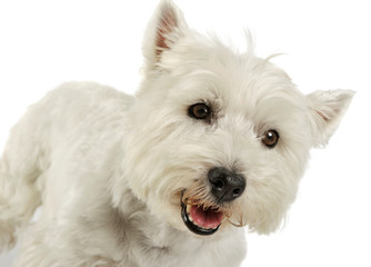 Portrait of an adorable West Highland White Terrier looking curiously at the camera