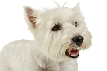 Portrait of an adorable West Highland White Terrier looking curiously