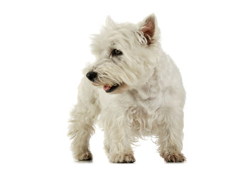 Studio shot of an adorable West Highland White Terrier standing and looking curiously