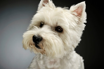 Portrait of an adorable West Highland White Terrier looking curiously