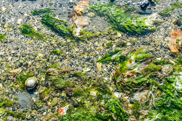 Tidepool Nature Backgrund