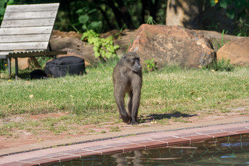 Pavian Portrait Waterberg Namibia