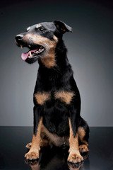 Studio shot of an adorable Deutscher Jagdterrier sitting and looking satisfied