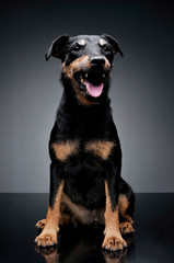 Studio shot of an adorable Deutscher Jagdterrier sitting and looking satisfied